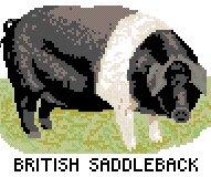 Pig - British Saddleback