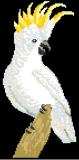 Cockatoo, Sulphur Crested