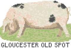 Pig - Gloucester Old Spot