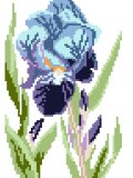 Iris - Wild Blue
