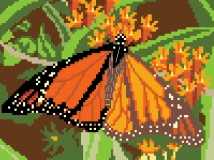 Monarch Butterfly On Milkweed