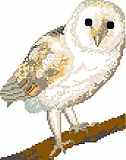 Pale Breasted Barn Owl