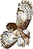 Tawny Owl, Flying