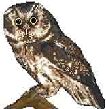 Tengmalms Owl