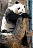 Panda (Xiao Liwu)