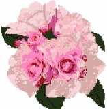 Camellias - Pink