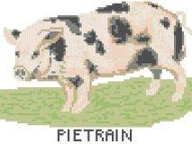 Pig - Pietrain