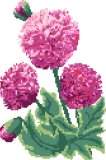 Poppies (Opium Pink)