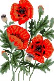 Poppies (Oriental Red)