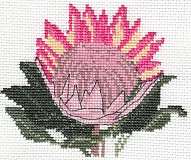 Protea Flower Card
