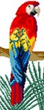 Macaw (Red and Blue)