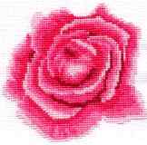 Rose Flower Card