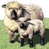 Sheep (Hampshire Downs)