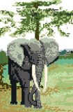 African Elephant