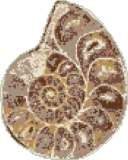 Ammonite