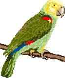 Yellow Headed Amazon Parrot