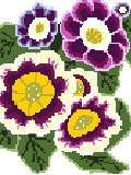 Auricula