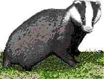 Badger