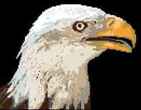 Bald Headed Eagle