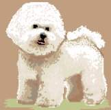 Bichon Frise