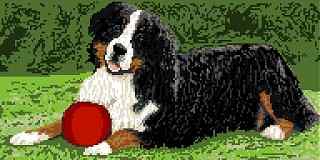 Bernese Mountain Dog Lying