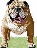 Bulldog (English)