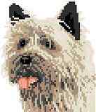 Cairn Terrier