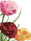 Carnations