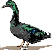 Cayuga Duck