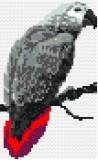 African Grey Parrot Card