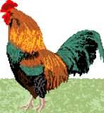 Cockerel