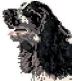 Cocker Spaniel (Black & White)