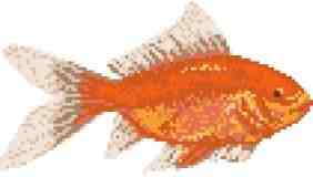 Comet Goldfish