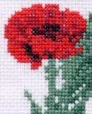Poppy #2 Flower Card