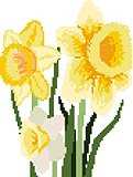 Daffodils