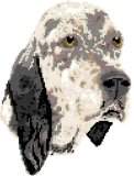 English Setter