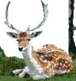 Fallow Deer