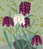 Fritillaria