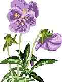 Pansy