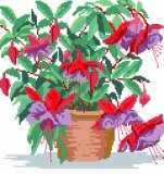 Fuchsia (Charlie Dimmock)