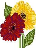 Gerbera