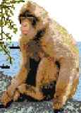 Gibraltar Ape