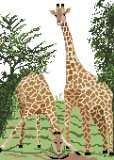 Giraffes