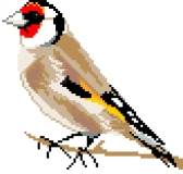 Goldfinch 2