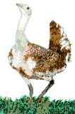 Great Bustard