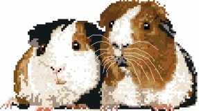 Guinea Pig Pair