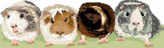 Guinea Pigs