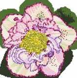 Helleborus