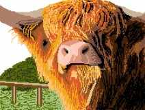 Highland Cattle 2