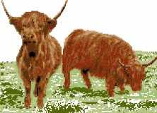 Highland Cattle